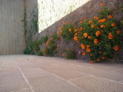 [Foto de planta, jardin, jardineria]