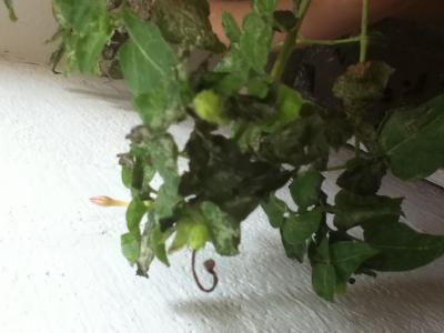 [Foto de planta, jardin, jardineria]