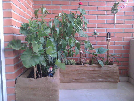 [Foto de planta, jardin, jardineria]