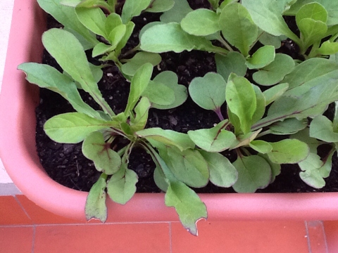 [Foto de planta, jardin, jardineria]