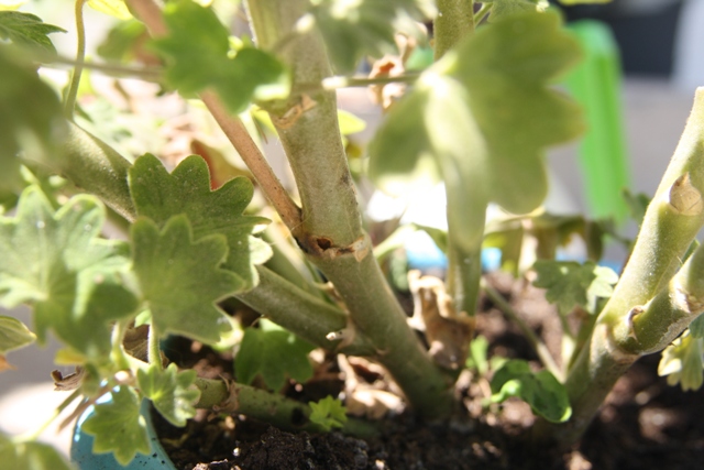 [Foto de planta, jardin, jardineria]