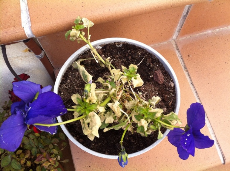 [Foto de planta, jardin, jardineria]