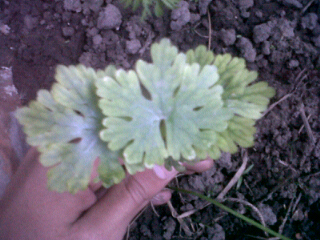 [Foto de planta, jardin, jardineria]