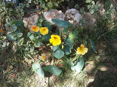 [Foto de planta, jardin, jardineria]