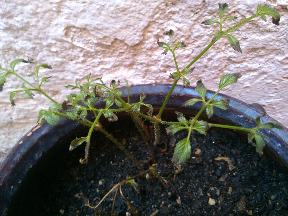 [Foto de planta, jardin, jardineria]