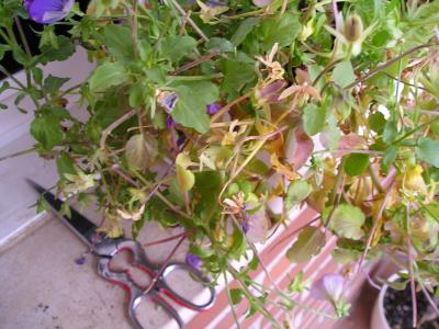 [Foto de planta, jardin, jardineria]