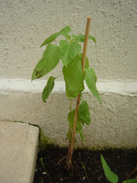 [Foto de planta, jardin, jardineria]