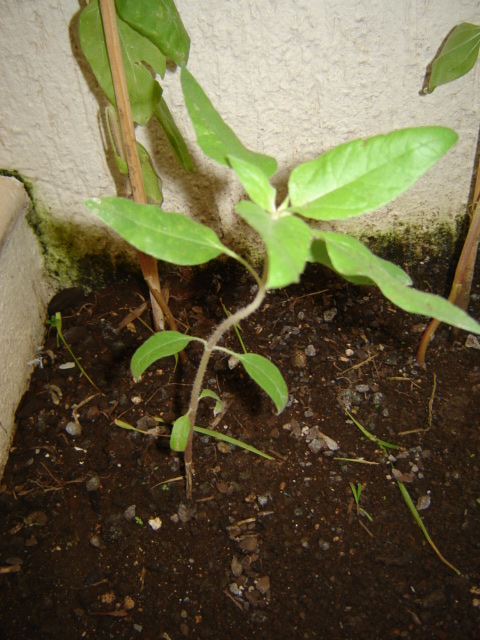 [Foto de planta, jardin, jardineria]