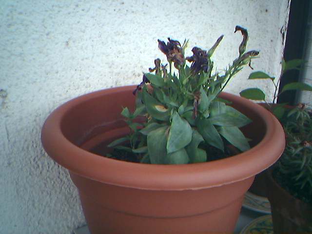 [Foto de planta, jardin, jardineria]