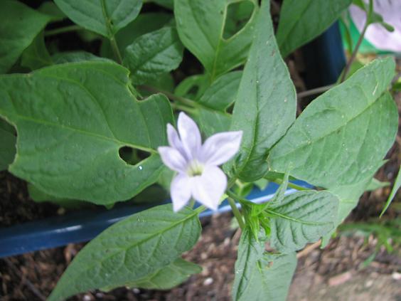 [Foto de planta, jardin, jardineria]