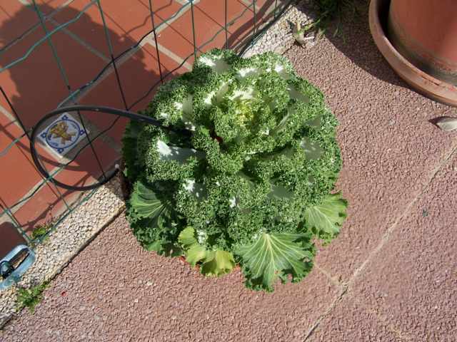 [Foto de planta, jardin, jardineria]