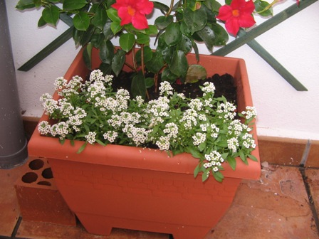 [Foto de planta, jardin, jardineria]
