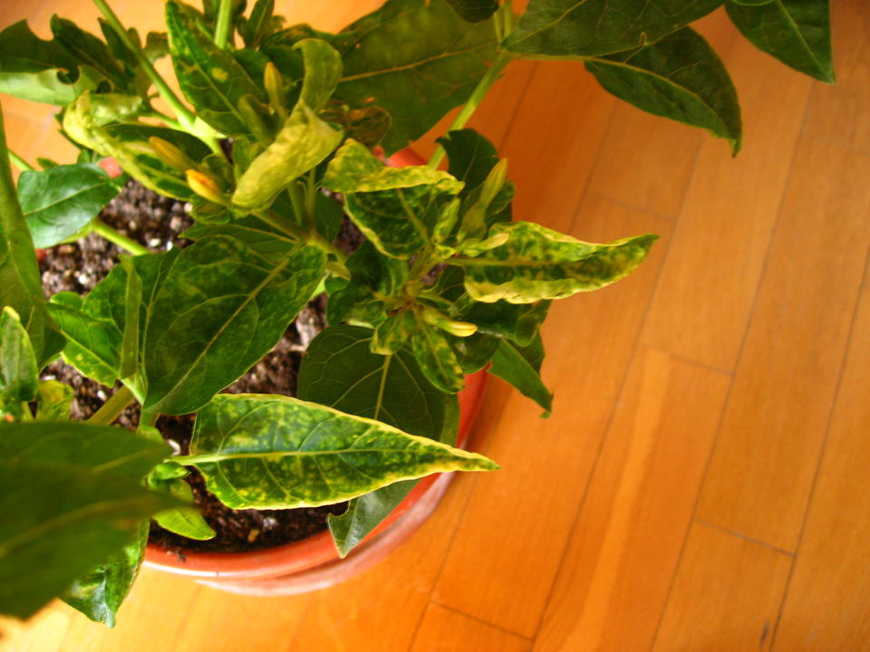 [Foto de planta, jardin, jardineria]