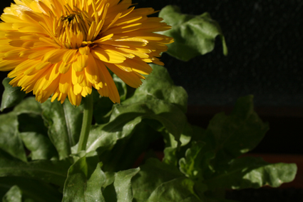 [Foto de planta, jardin, jardineria]