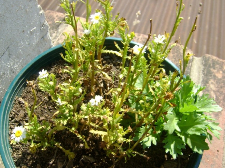 [Foto de planta, jardin, jardineria]