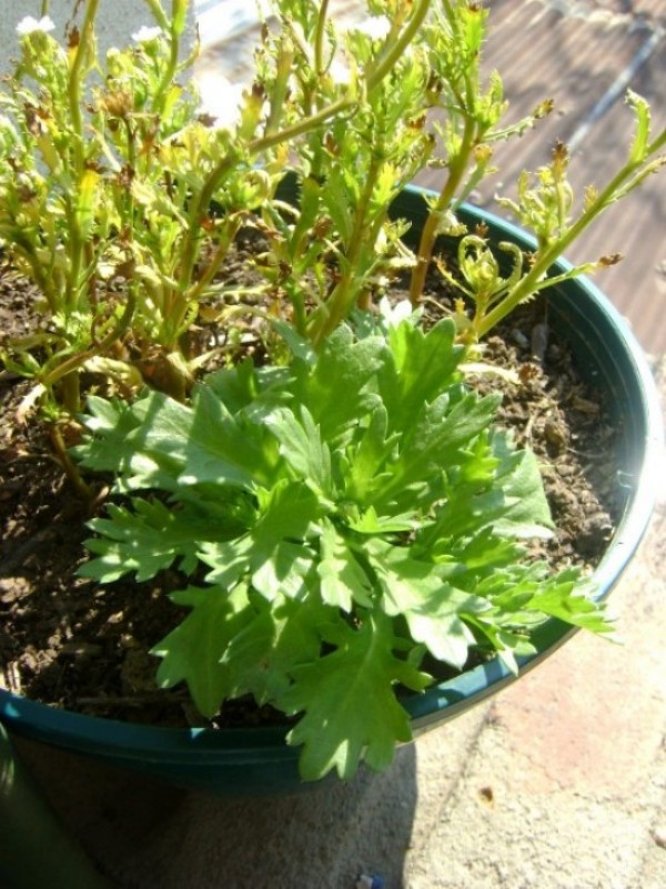 [Foto de planta, jardin, jardineria]