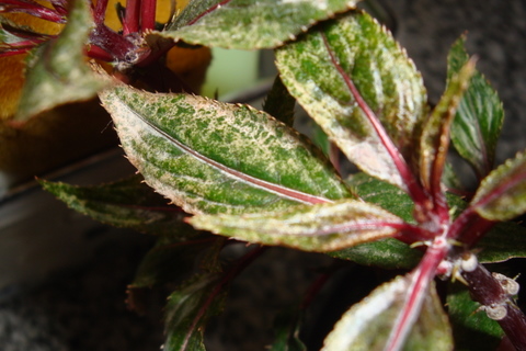 [Foto de planta, jardin, jardineria]