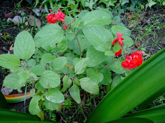 [Foto de planta, jardin, jardineria]