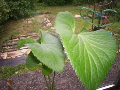 [Foto de planta, jardin, jardineria]