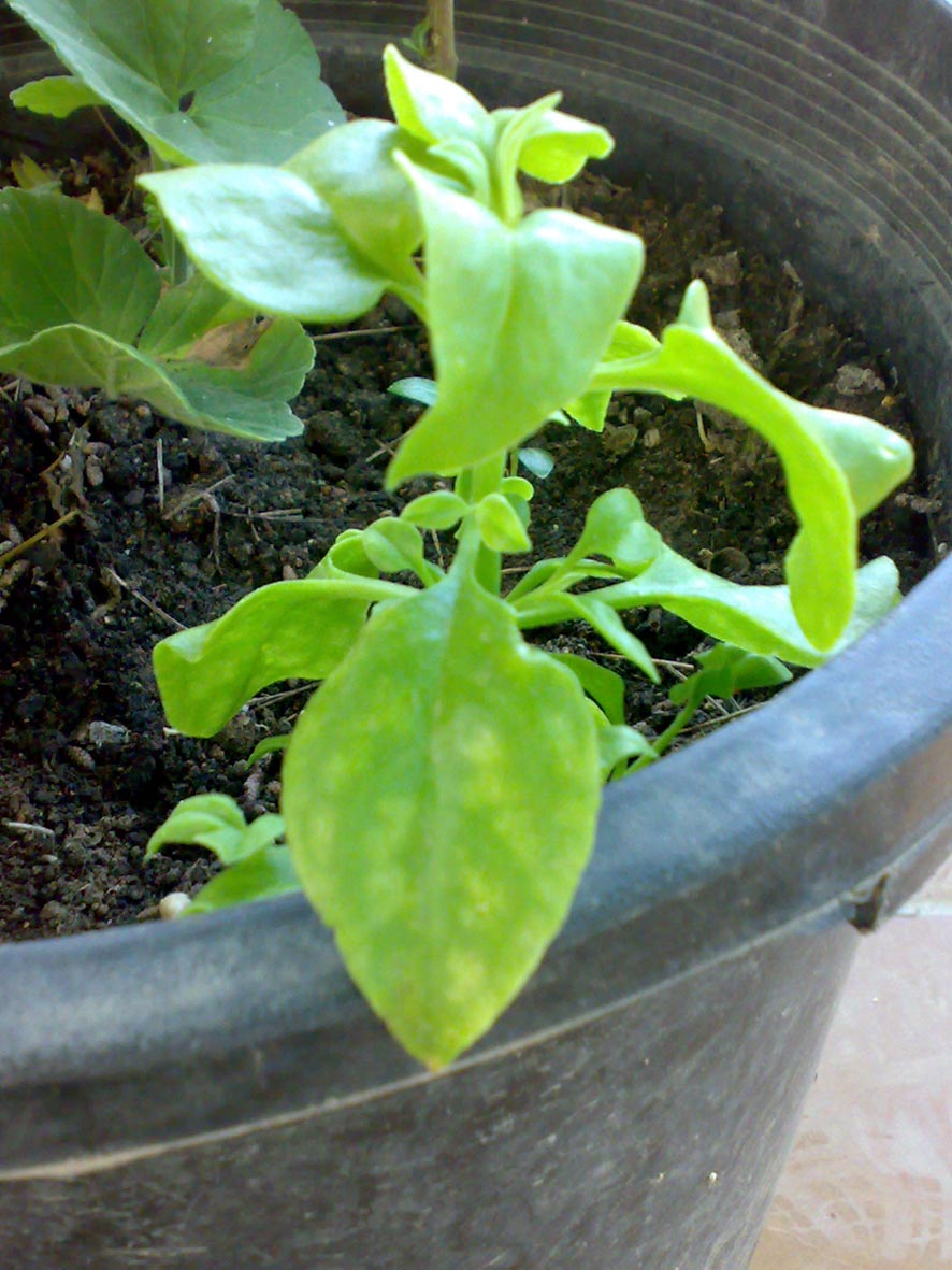 [Foto de planta, jardin, jardineria]