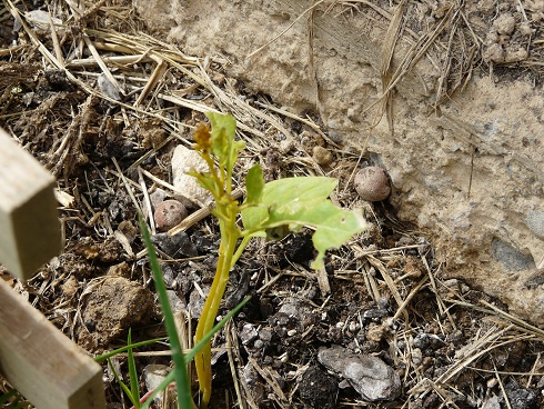[Foto de planta, jardin, jardineria]