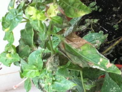 [Foto de planta, jardin, jardineria]