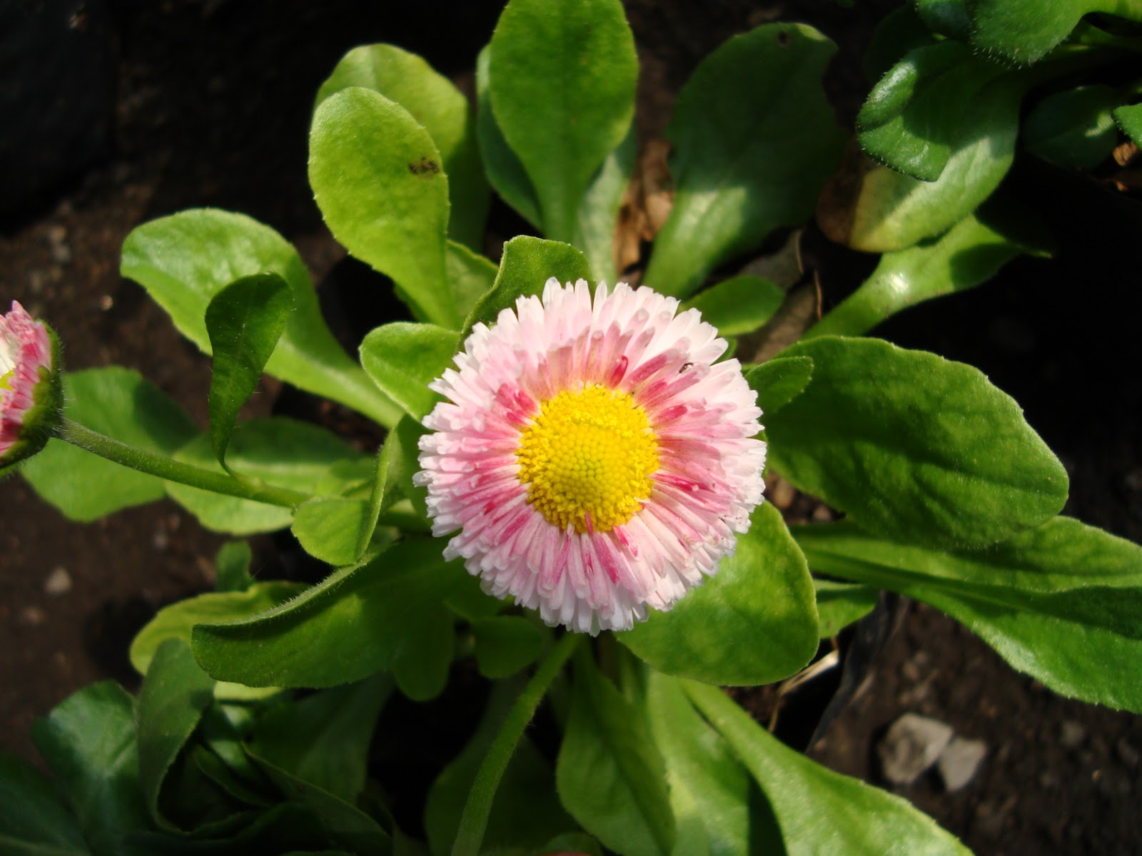 [Foto de planta, jardin, jardineria]