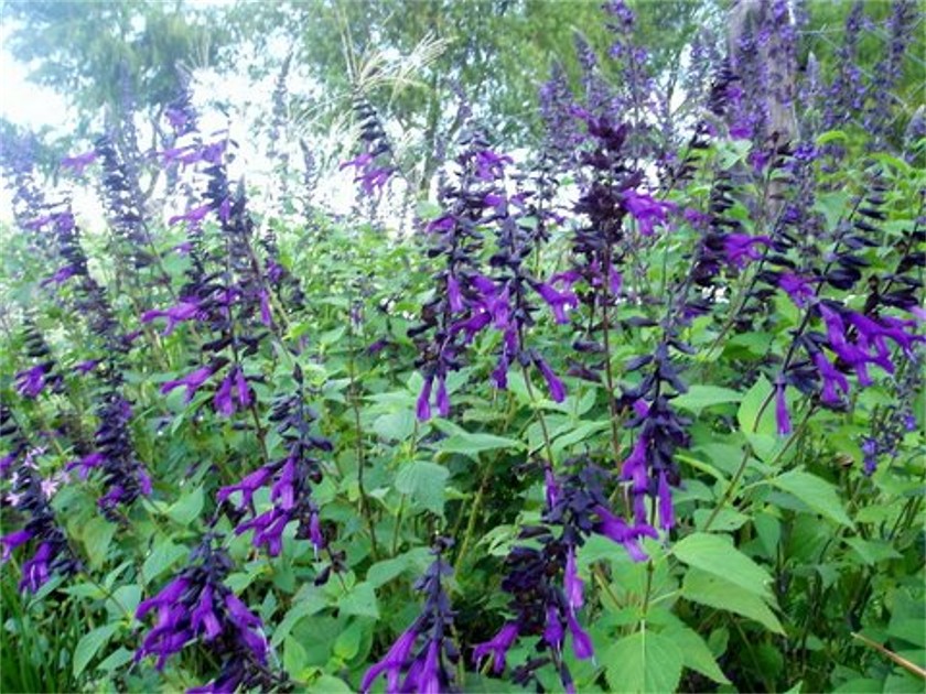 [Foto de planta, jardin, jardineria]