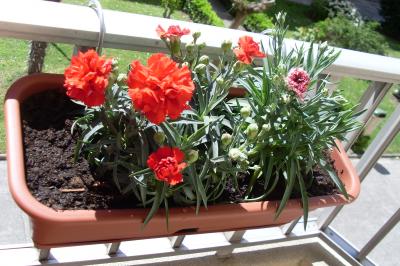 [Foto de planta, jardin, jardineria]