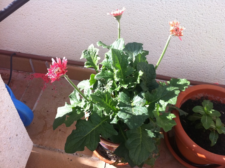 [Foto de planta, jardin, jardineria]