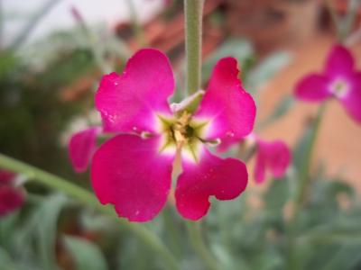 [Foto de planta, jardin, jardineria]