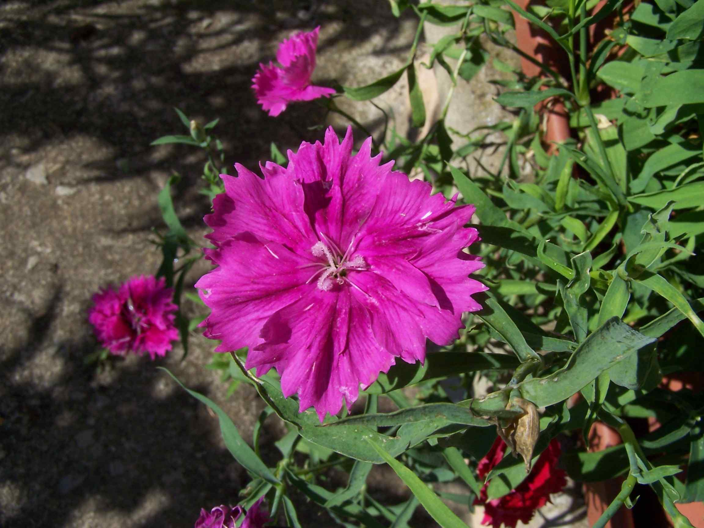 [Foto de planta, jardin, jardineria]