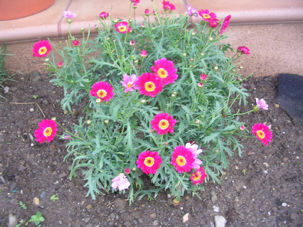 [Foto de planta, jardin, jardineria]