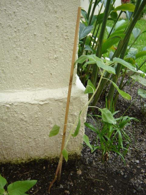 [Foto de planta, jardin, jardineria]