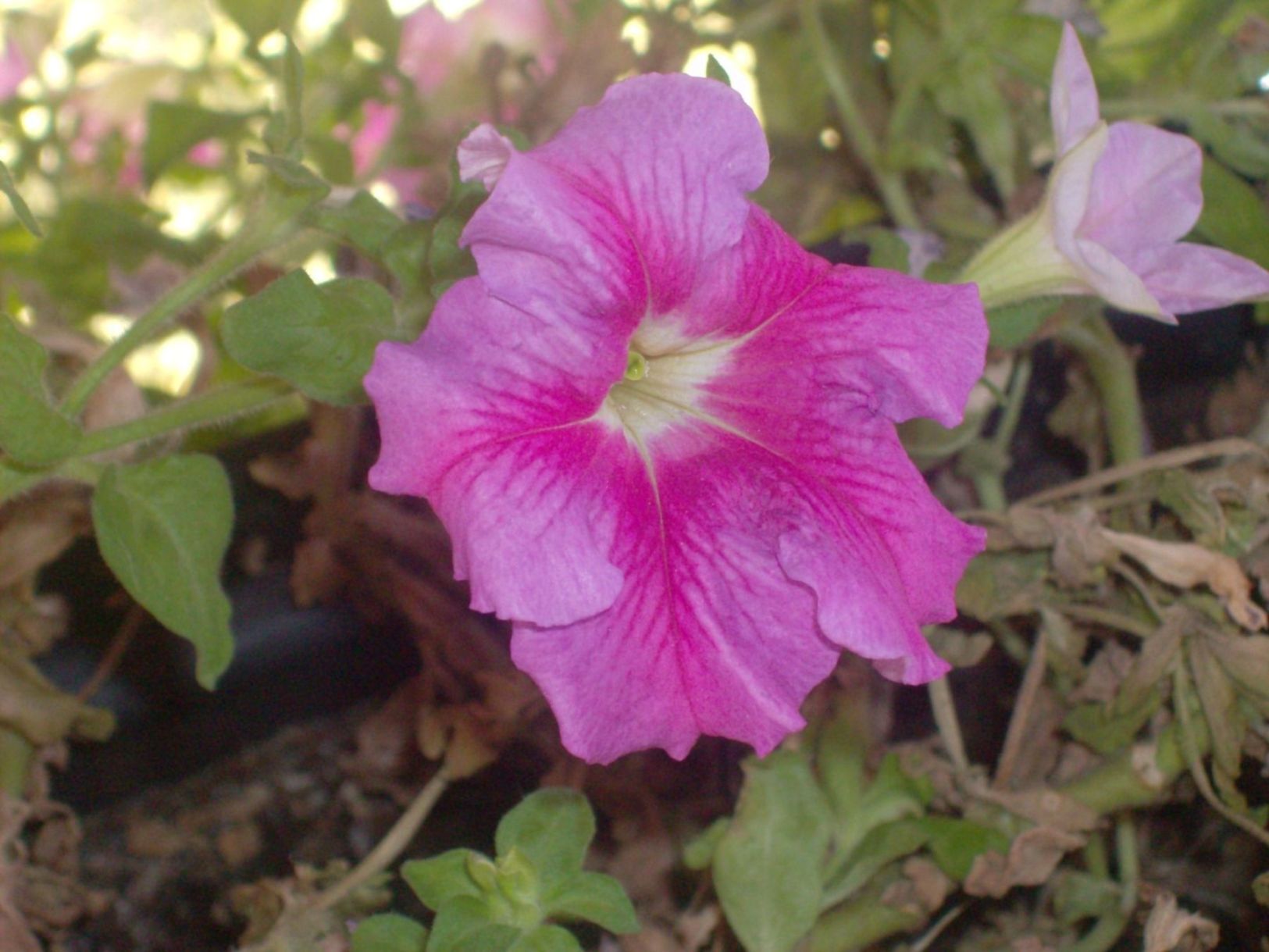 [Foto de planta, jardin, jardineria]