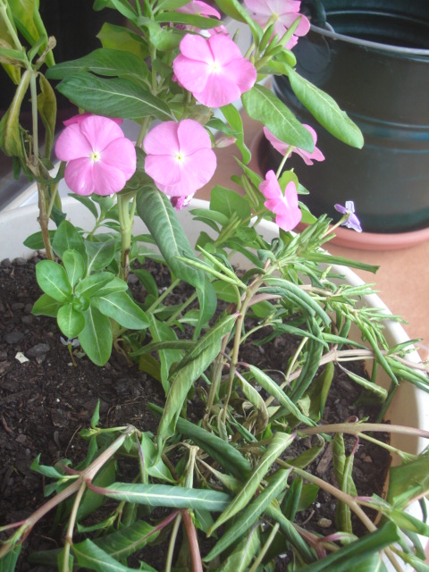 [Foto de planta, jardin, jardineria]