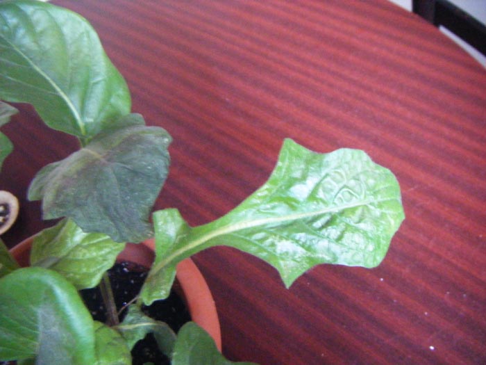 [Foto de planta, jardin, jardineria]
