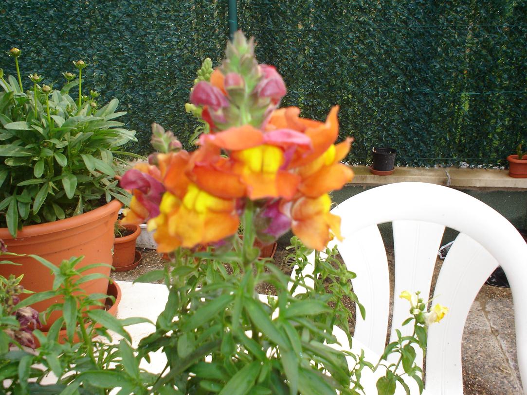 [Foto de planta, jardin, jardineria]
