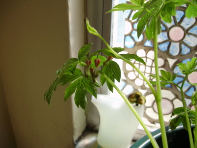 [Foto de planta, jardin, jardineria]