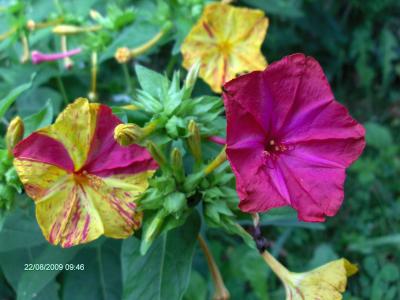 [Foto de planta, jardin, jardineria]