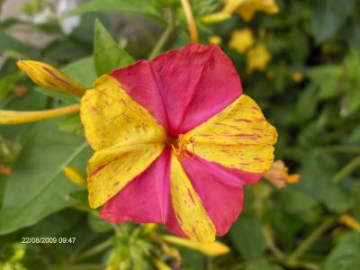[Foto de planta, jardin, jardineria]