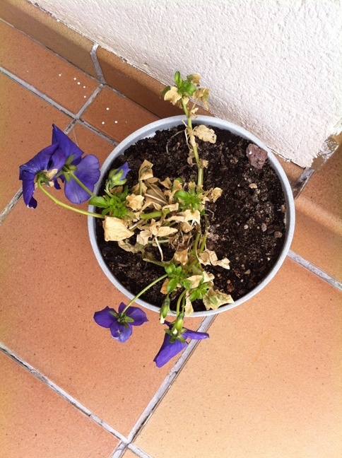 [Foto de planta, jardin, jardineria]