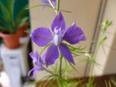 [Foto de planta, jardin, jardineria]