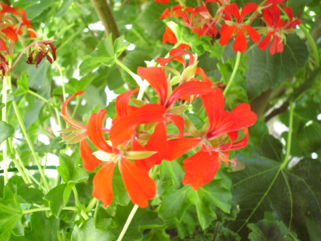 [Foto de planta, jardin, jardineria]