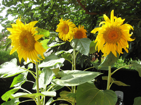 [Foto de planta, jardin, jardineria]