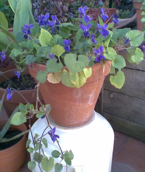 [Foto de planta, jardin, jardineria]
