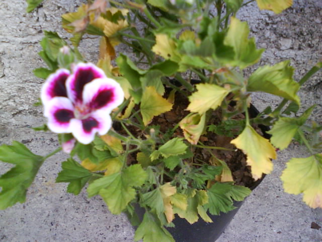[Foto de planta, jardin, jardineria]
