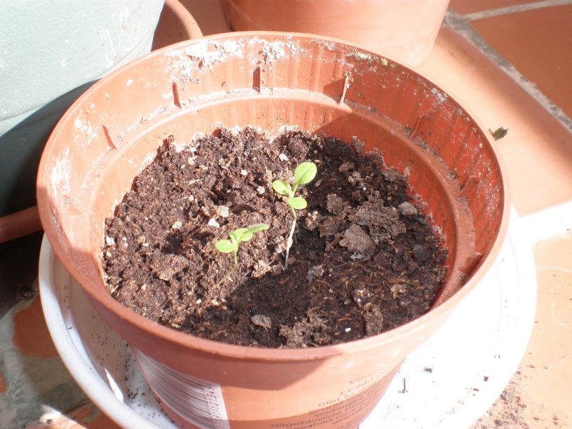 [Foto de planta, jardin, jardineria]