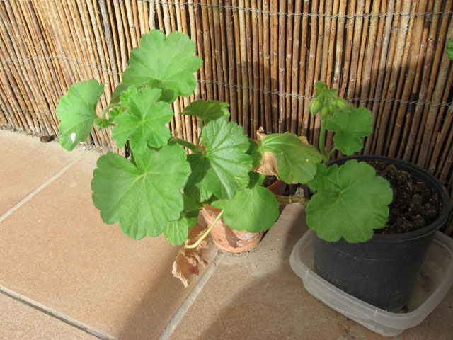 [Foto de planta, jardin, jardineria]