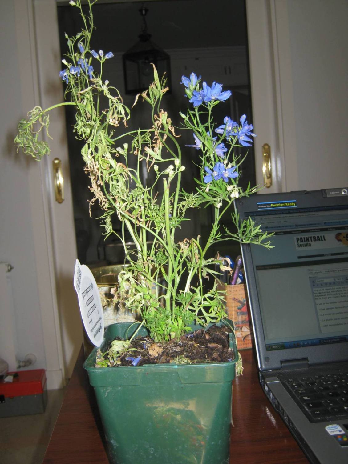 [Foto de planta, jardin, jardineria]